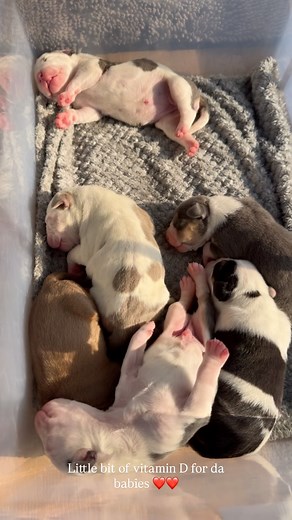 10K views · 342 reactions | Sweet bully beans getting some sun - 4 days old 凉 #sweetbabies #americanbullies #sunbathing #bullybreeds #bullyxl #babybullies #bullypuppy #bullypuppies #puppies #americanbullyxl #americanbully #piebald | Southern Oregon Knockout Bullies | Facebook