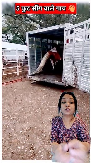 💡"you've heard of exotic pets-but a cow?🐄meet the beautiful cow who became a local legend!"