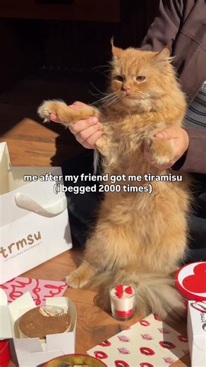 trmsu on Instagram: "proof of persistence is trmsu heheh . . . . . . . . . . . . . . [ trmsu, tiramisu, relationship, fyp, explore page, tiramisu lover, lifestyle, chocolate, Pinterest, food, trending, valentines, cats, pets,cat dancing, happy dance, meme, funny, coffee, best friend, bff, gift, galentines, dessert, dessert lover]"