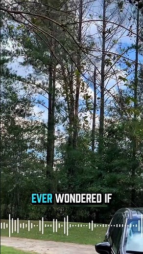 Nature’s Real Walking Tree