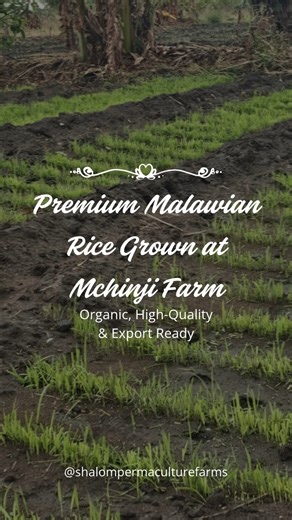 🌾 Rice Growing Strong at Mchinji Farm! Our rice fields in Mchinji are thriving beautifully — a true reflection of sustainable farming practices, rich Malawian soil, and consistent care from our dedicated team. From land preparation to water management, every step is handled with precision to ensure high-quality, organic rice that meets both local and international standards. As the crop continues to develop, we’re proud to showcase Malawi’s potential in sustainable, export-ready rice production