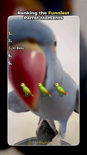 Ranking the Funniest Parrot Moments🦜