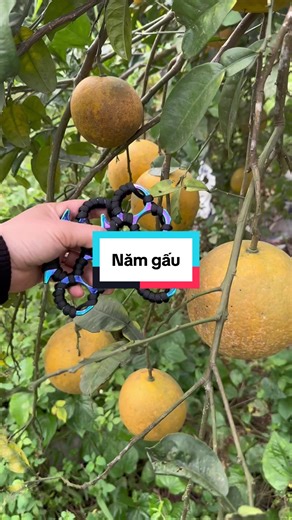 Năm Gấu: Trang Phục Tết Nam 2016