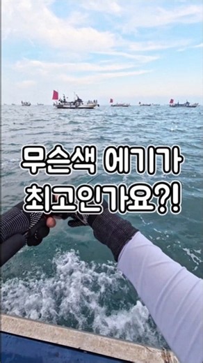 여러분은 무슨색 에기가 최고인가요?!!이날은 수박색이 100마리 이상 잡아주는 최고의 에기였습니다!!