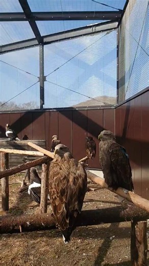 ワシの言葉がわかればいいのに…少しずつ距離を詰めて、ちょっかいを出す若いオジロワシ怒られる～、かと思いきや成鳥は静かに身を引いて、そっと場所を移ります張りつめた空気はなくてただ、ゆるやかな時間が流れているようでした……ふむ、どんなやりとりなんだろ