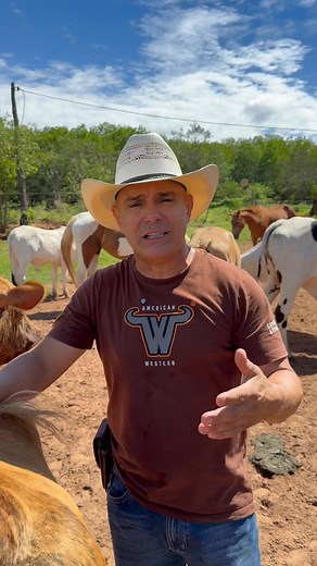 117K views · 2.2K reactions | Porque é perigoso deixar bezerro perto de tatu? | Hamilton Miranda | Facebook