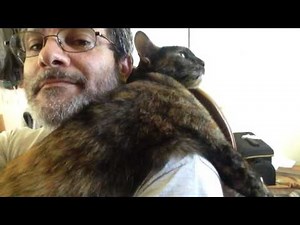 Tortoiseshell Cat Dottie Loves to Snuggle