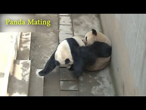 Panda Mating Panda