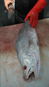 FISH CUTTING -- Southern meagre