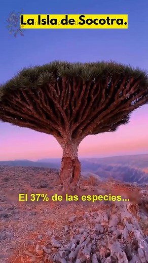 Descubre la Biodiversidad Única de la Isla de Socotra