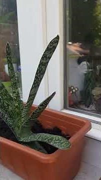 Additional Collections!