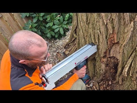 DANGER TO LIFE! Check the stability of a black locust tree using a resistance drilling test! Resu...