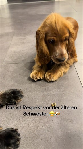 Respect for the Older Sister: Puppy Training Moments