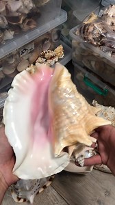 From my old collection Aliger gigas / 21.7 cm / Colombia Follow my Instagram: @ p.k.shells (Sale and collection of seashells) #shells #shell #Seashell #collection | Ionets Pasha