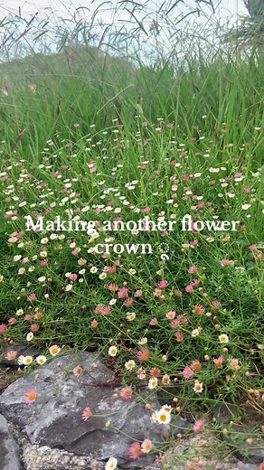 I love the wild flowers here!