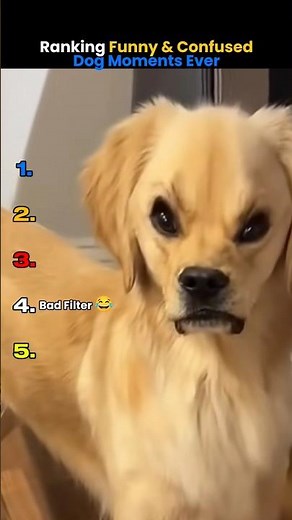 Ranking funny & confused Dog Moments Ever