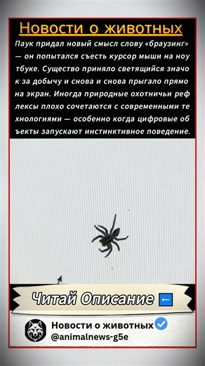 🕷️ Паук атакует курсор мыши — когда инстинкты сильнее логики