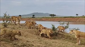 Experience Tanzania’s Wildlife Safari with Nice African Adventure and Safaris Discover Tanzania’s iconic wildlife, from the Great Migration in the Serengeti to the stunning Ngorongoro Crater. Witness the Big Five, breathtaking landscapes, and unforgettable adventures with Nice African Adventure and Safaris. Why Choose Us? Expert guides for the ultimate safari experience. Tailored packages for luxury or budget travelers. Comfortable lodges and eco-friendly practices. Affordable rates for your dre