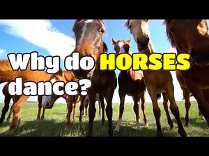 Why Do Horses Dance to Rhythm?