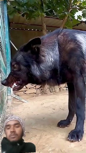 duniya ke sabse Khatarnak kutte mujhe Nepal mein Sarkar Ne Ban kar rakha hai 😱#shortvideo