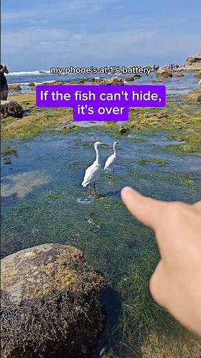 Tidepools are lowkey Terrifying #marinebiology #scienceexplained #wildlife #science