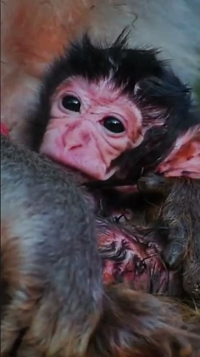 Newborn Baby Monkey’s First Moments 🐒