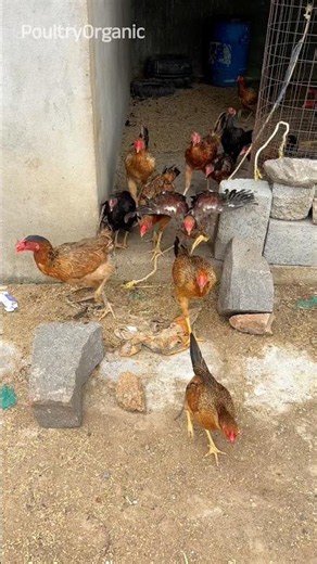 Happy chicken 🐔& other birds N-84