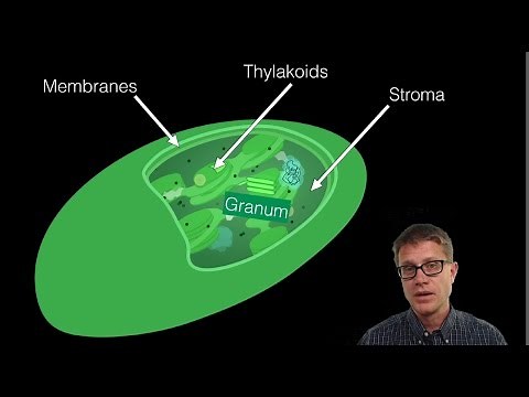 The Chloroplast
