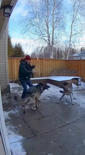 3.4K views · 15 reactions | A man fights off wolves in his yard Created By AI #wolvesattack #caughtoncamera #viralvideo #wildanimals #animalattack | Lifeline Souls | Facebook