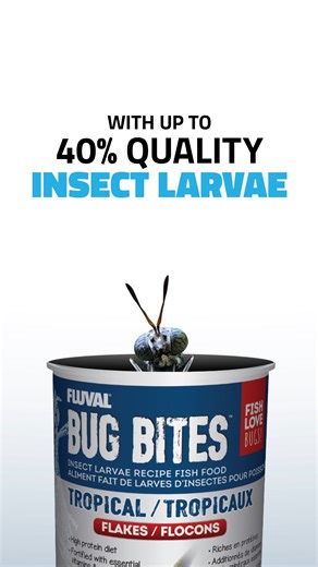 3.4K views · 34 reactions | Fluval Bug Bites address the natural, insect-feeding habits of fish and include added proteins, vitamins, and minerals for complete nutrition! LEARN MORE: https://fluvalaquatics.com/us/shop/product/bug-bites | Fluval | Facebook