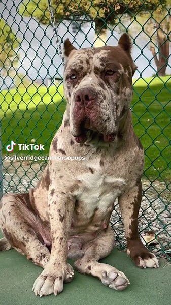 Mom #dog #usa #dogslife #labrador #happydog #dog #animal #lovedogs #feature