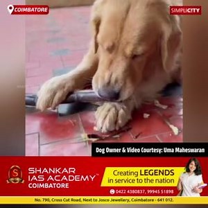 19K views · 628 reactions | Golden Retriever tasting sugarcane in Vadavalli, Coimbatore | SimpliCity Coimbatore - Tamil News | Facebook