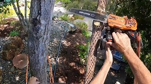 Bold Free Style Chainsaw Cuts for Tree Removal