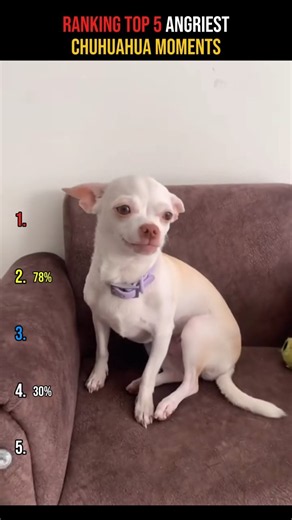 Top 5 Angriest Chihuahua Moments Ever 😂🐶 #shorts