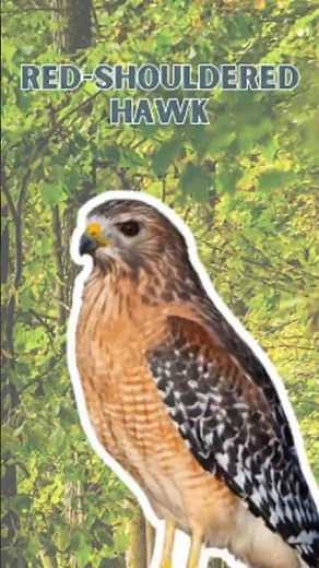 Red-shouldered hawk - Pure Nature Sounds!