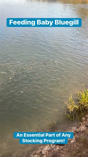 We know how to get these bluegill growing fast! #perfectpond #pondpros #pondmanagement | TLC Perfect Pond