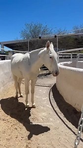 826K views · 2.2K reactions | Horse Skips Workout #horse #animal #workout | Harshad Pasha | Facebook
