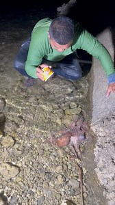 Malaking red octopus 🐙 | Kasoy tv