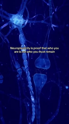 #neuroplasticity , often called brain plasticity, refers to the remarkable ability of the nervous system to change and adapt in response to experience, injury, or environmental demands. This process involves the strengthening or weakening of synaptic connections between neurons, the growth of new dendrites and axons, and even the generation of new neurons (neurogenesis) in certain brain regions like the hippocampus. Far from being fixed after childhood, the brain remains malleable throughout lif