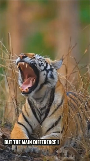 Tiger vs Lion Comparison|| Who would Win in the Battle??