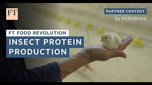 How insect farming is providing sustainable feed for chickens | FT Food Revolution - The Global Herald