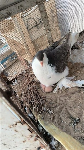 New Life in the Loft: From Fancy Pigeons to Tiny Chicks! 🕊️✨