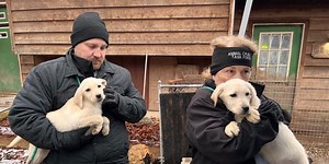 95 labradors rescued from unlicensed breeder in Mo.