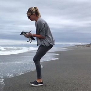 This penguin release is too cute! Wait for it... 😍 | VT