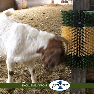 584K views · 3K reactions |  Scratch That Itch!  Most barnyard animals, like people, enjoy a good scratching post. It helps them stay clean and removes irritants. | Premier 1 Supplies | Facebook