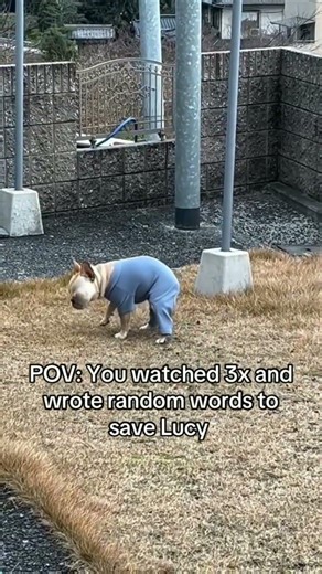 POV: You watched 3x and wrote random words to save lucy #fundraiser#
