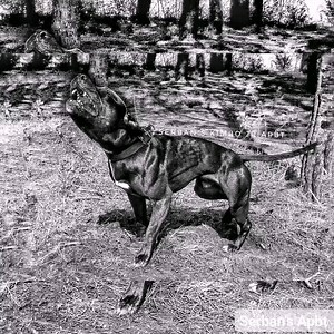 1.4K views · 68 reactions | Serban's Dogs | Serban's APBT | Facebook