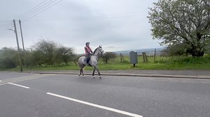 47K views · 206 reactions | SUPERB 15.1HH 7YRS ID x CP first time out of our gates since arriving .. what a star !! Commentary on video x Too breeding and super jumper too | MPF Horse Talent Ltd | Facebook