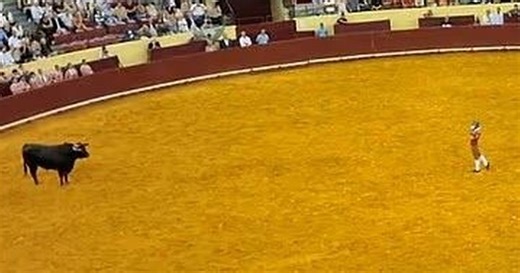Moment man is lifted up during bull fight