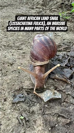 Giant African land snail | It is one of the world's 100 most damaging invasive alien species #shorts